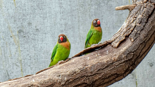 Black-cheeked Lovebird
