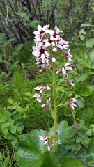 Boykinia richardsonii