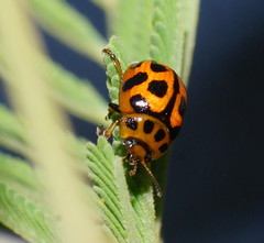 Peltoschema oceanicum