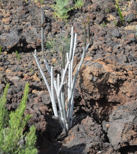 Ceropegia image