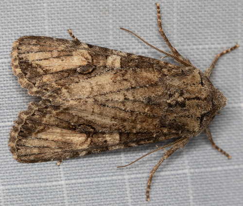 Brown Woodling photo 6
