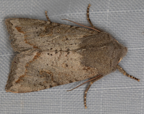 Orthosia erythrolita photo 3
