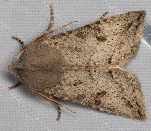 Orthosia erythrolita photo 5