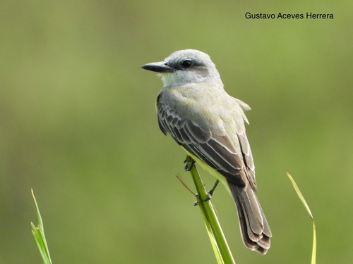 Tropical Kingbird, photo 5 of 10