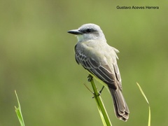 Tropical Kingbird photo 6