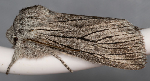 Pleromella opter photo 3