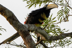 Pteroglossus pluricinctus