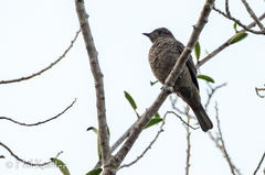 Cotinga cayana