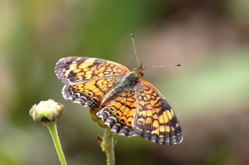 Pearl Crescent photographed in Mississippi