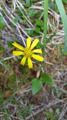 Senecio lugens