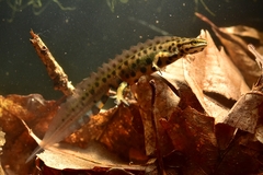 Smooth Newt photo 3