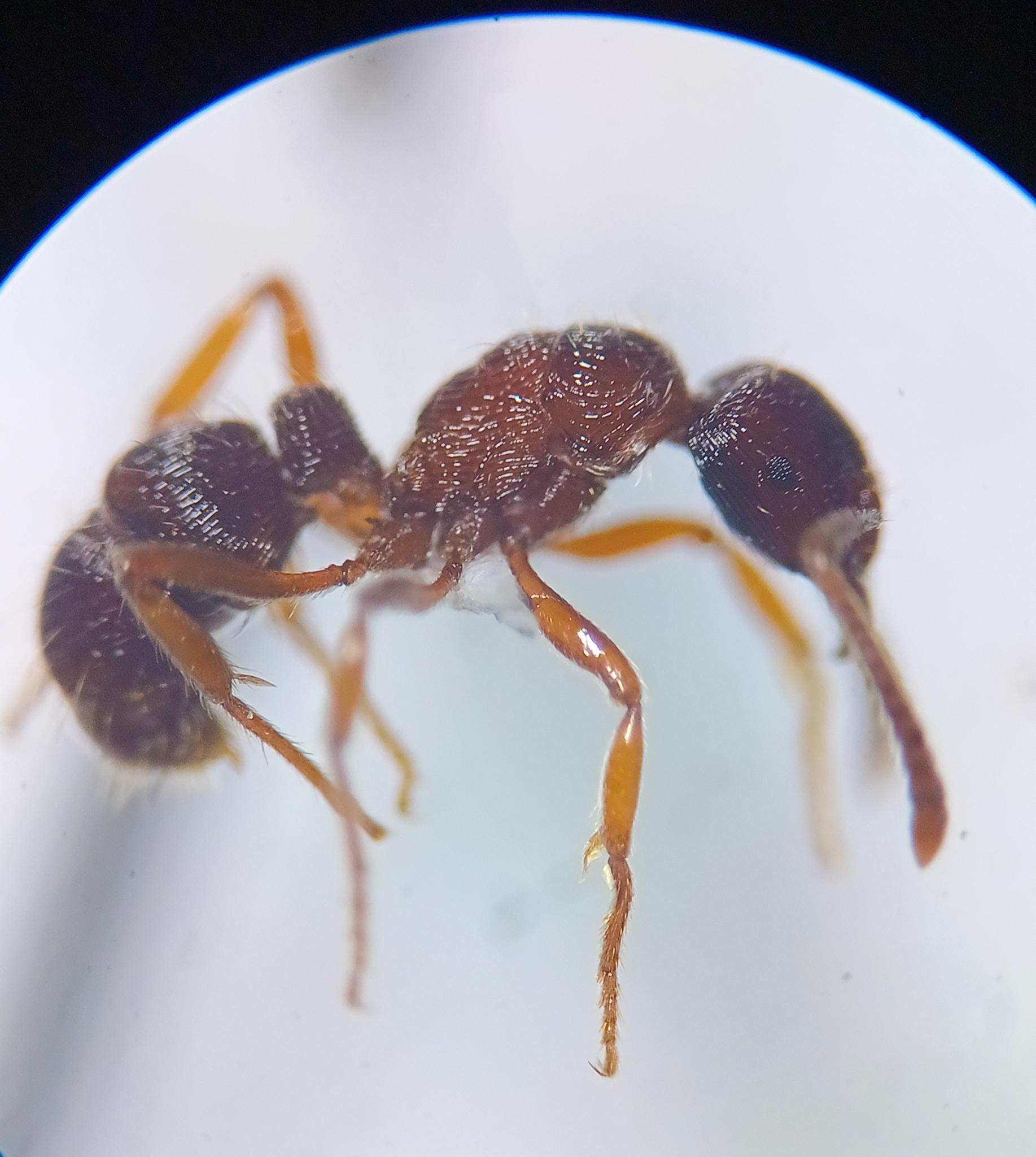 Holcoponera