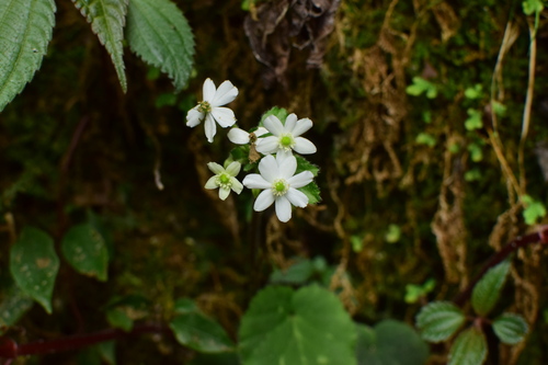 Ovateleaf Anemone (Anemone begoniifolia)