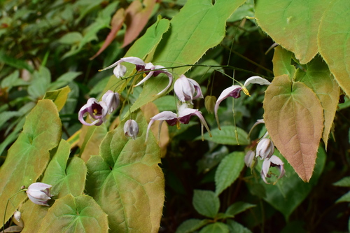 Epimedium acuminatum