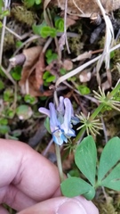 Corydalis pauciflora