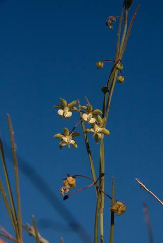 Gomphocarpus tenuifolius image