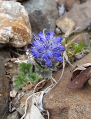 Veronica alaskensis