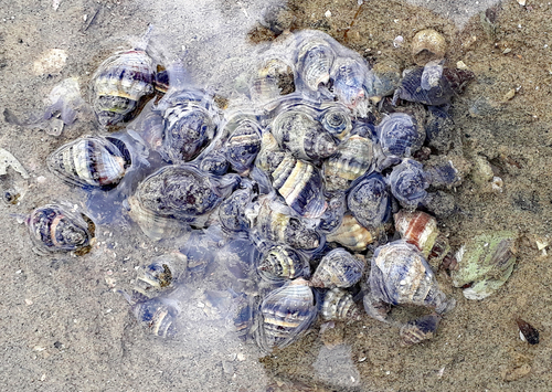 Cominella glandiformis