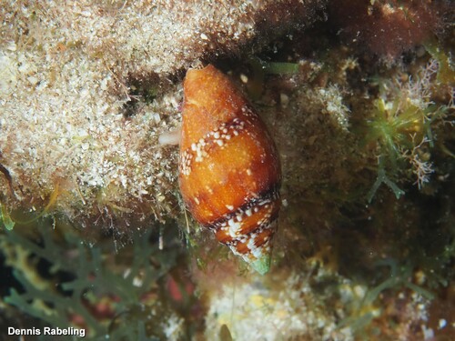 Columbella adansoni