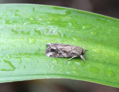 Spodoptera frugiperda