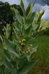 Gomphocarpus glaucophyllus image