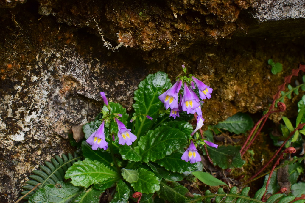 Mazus omeiensis