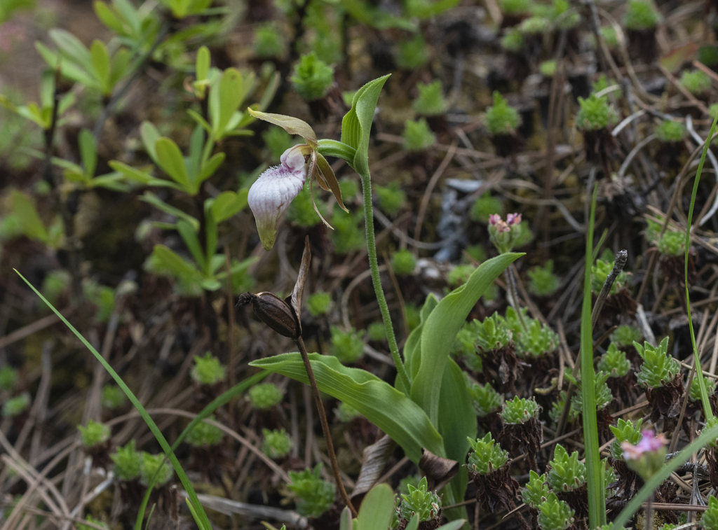 Cypripedium plectrochilum Franch.