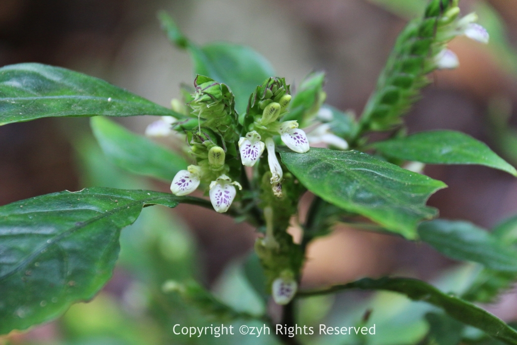 Rungia yunnanensis (Rungia yunnanensis)