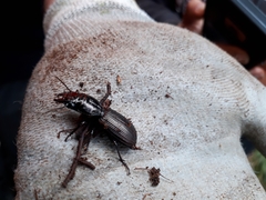 Mecodema spiniferum