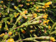 Hatiora salicornoides