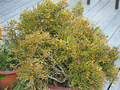 Hatiora salicornoides