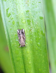 Spodoptera frugiperda