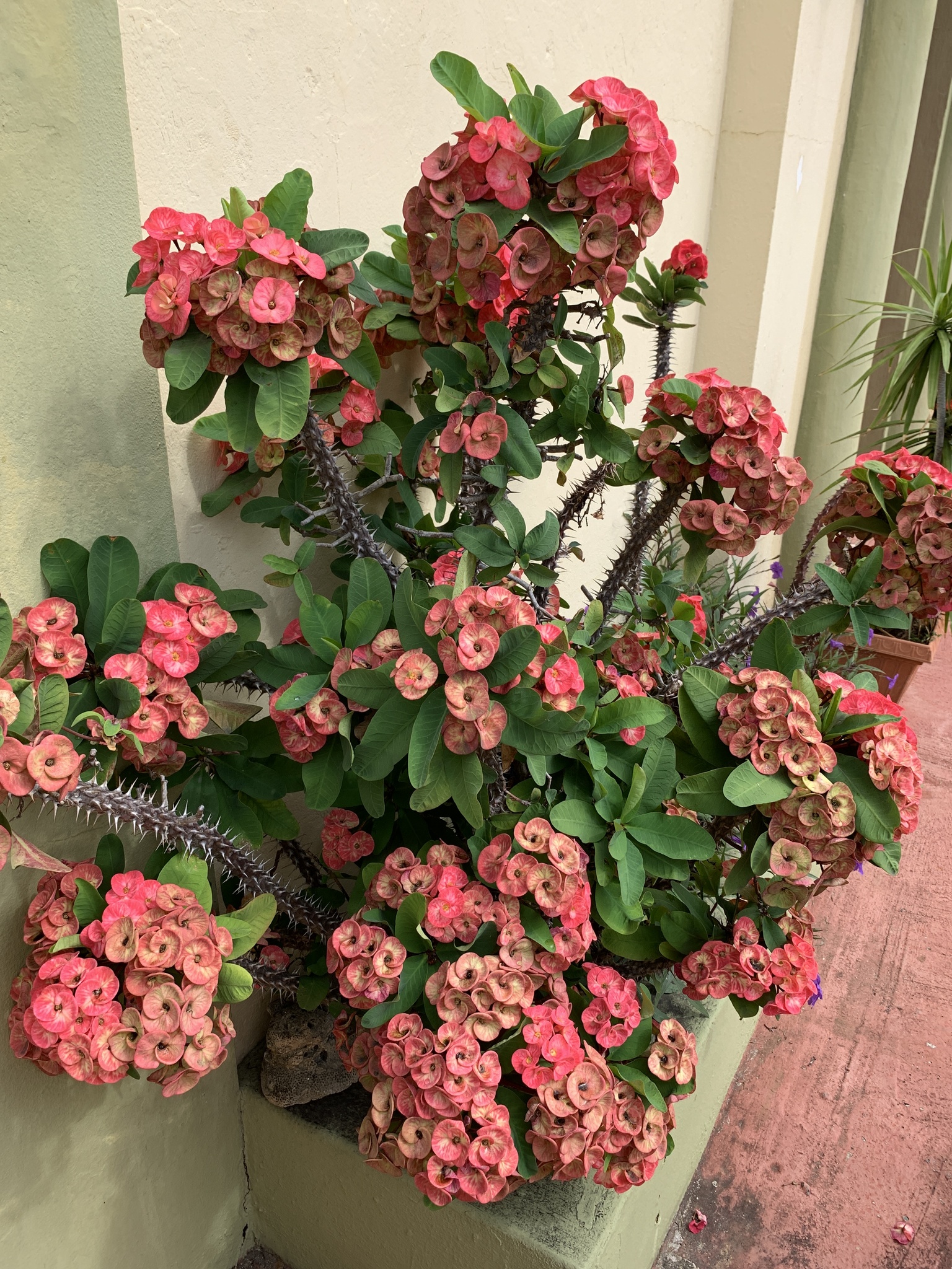 Euphorbia milii Des Moul.