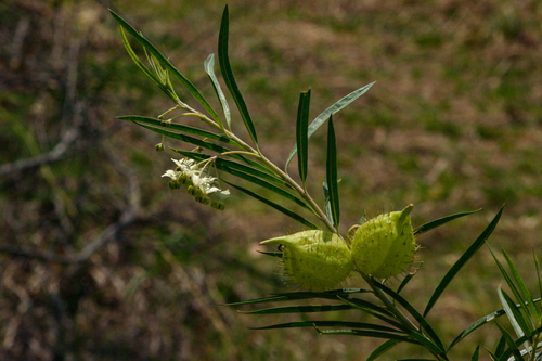 Gomphocarpus fruticosus subsp. fruticosus image