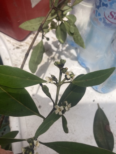 black mangrove