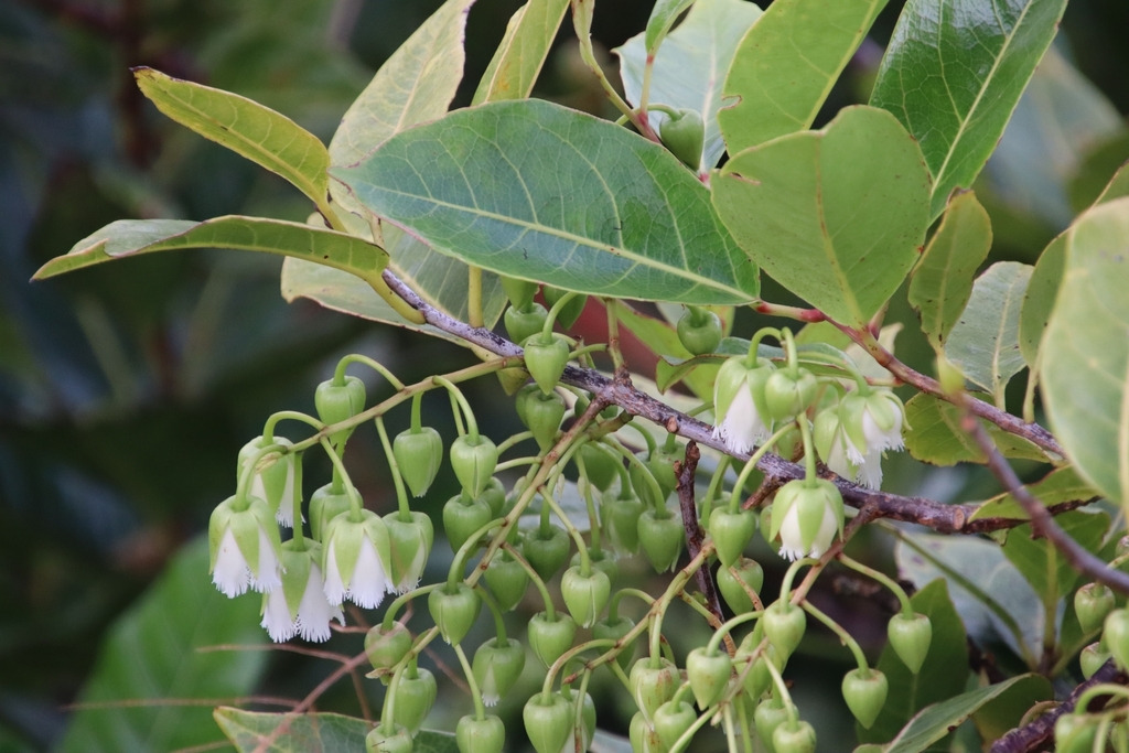 Elaeocarpus bojeri