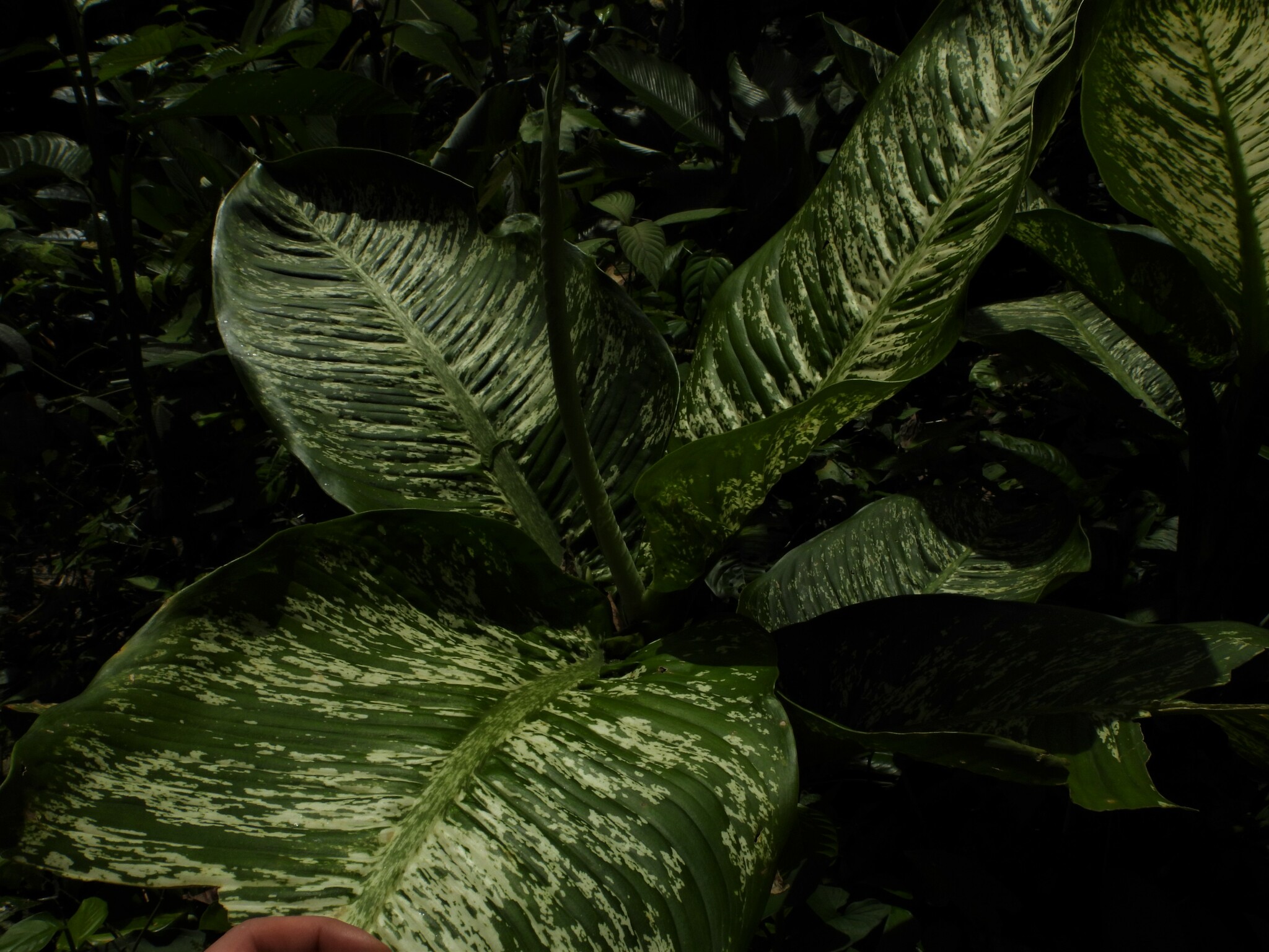 Dumb cane