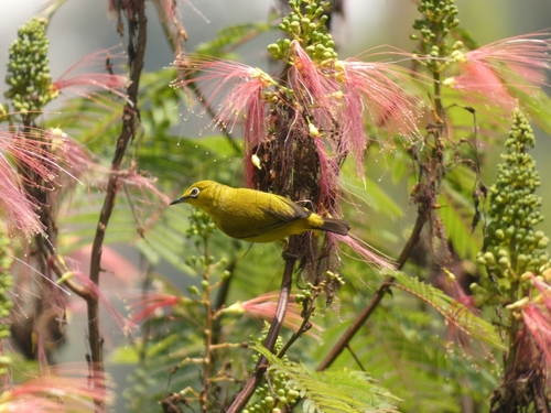 Sangkar White-eye (Zosterops melanurus), photo 2