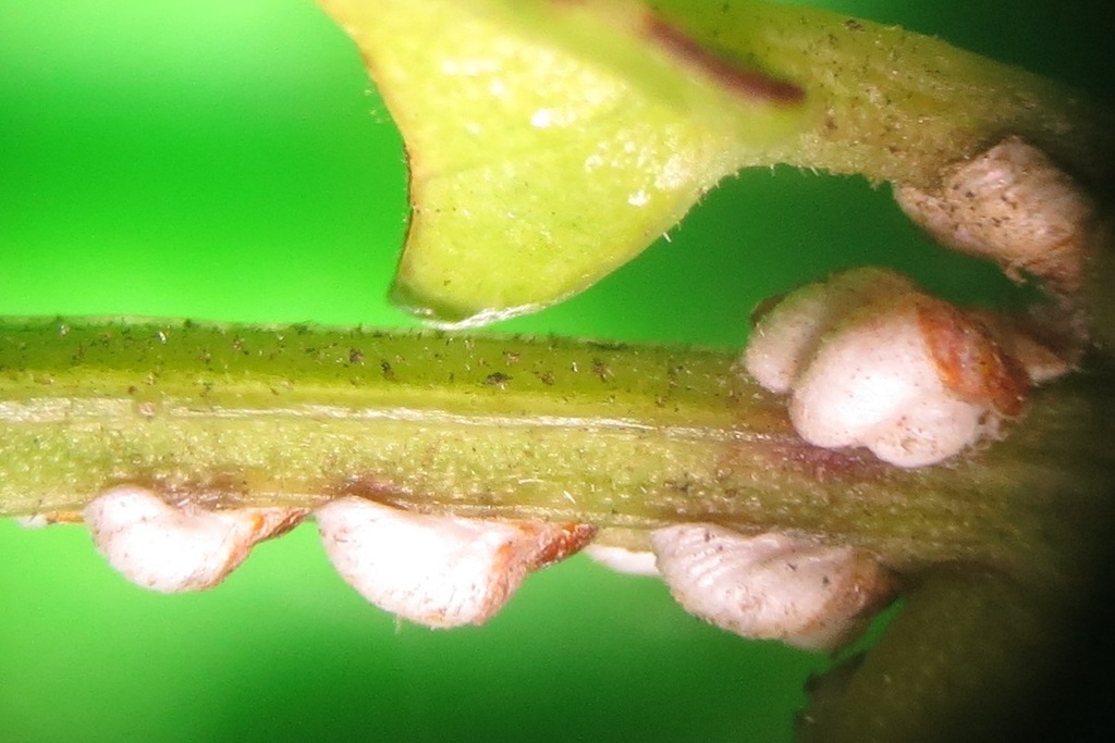 Africaspis scutiae