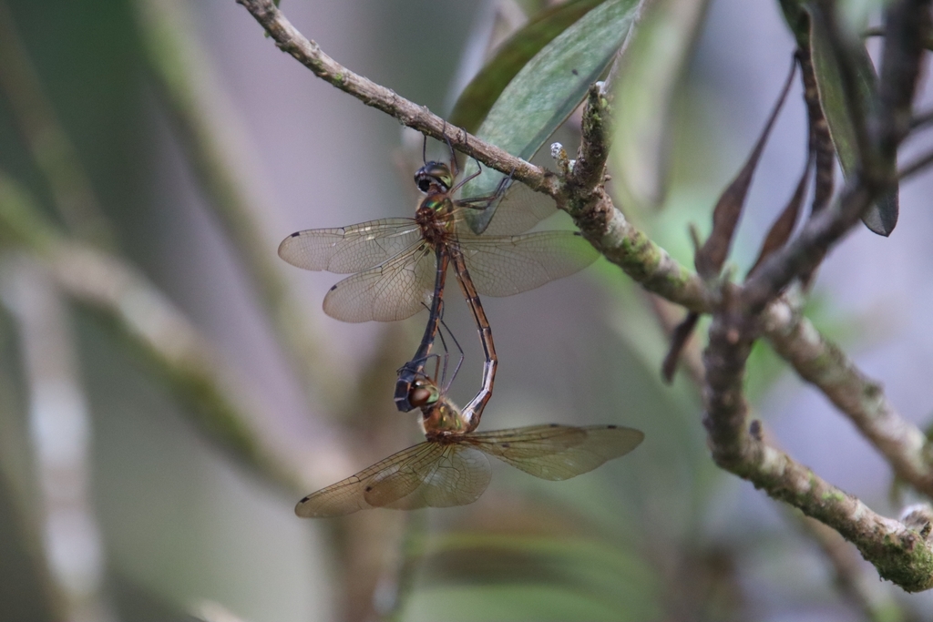 Hemicordulia virens