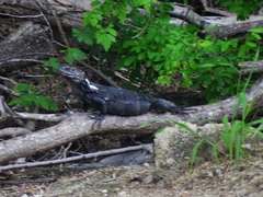 Ctenosaura pectinata