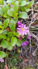 Primula cuneifolia