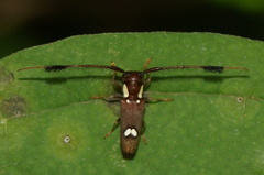 Cirrhicera basalis