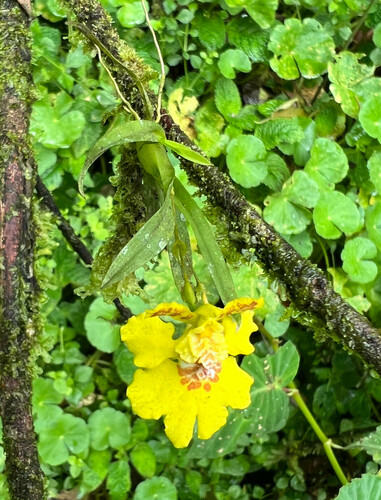 Erycina crista-galli, photograph 4