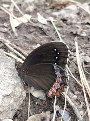 Gyrocheilus patrobas