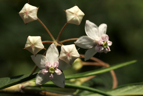 Gomphocarpus fruticosus subsp. fruticosus image