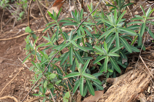 Euphorbia ebracteolata iNat (3)