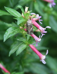 Spodoptera frugiperda
