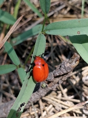 Leptinotarsa rubiginosa