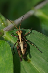 Melanotettix dibelonius